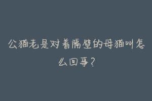 公猫老是对着隔壁的母猫叫怎么回事？