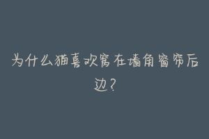 为什么猫喜欢窝在墙角窗帘后边?