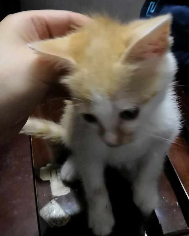 宠物领养是在哪些平台比较靠谱？