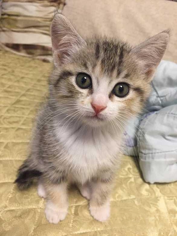 宠物领养是在哪些平台比较靠谱？