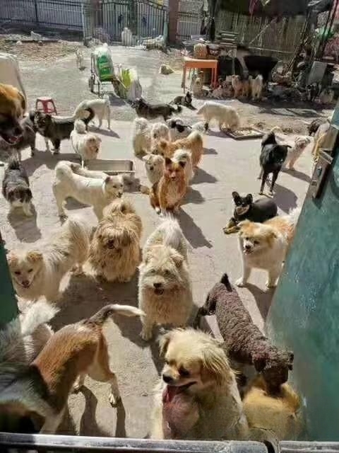 宠物领养是在哪些平台比较靠谱?