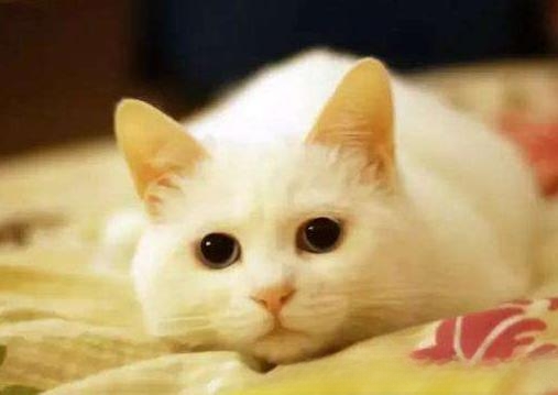 猫咪鼻支炎后遗症还会传染给别的小猫么？