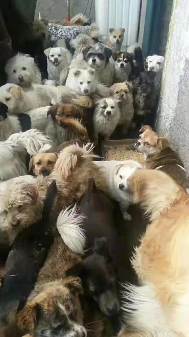 宠物领养是在哪些平台比较靠谱?