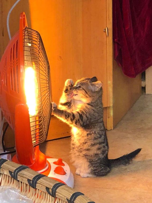 冬天来了,要怎么给猫咪保暖?