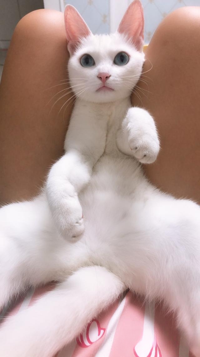 怀孕了,可是家里养了两只猫咪,舍不得送人啊,怎么办?