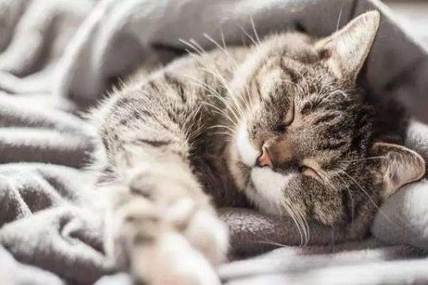 养猫猫毛会吸入肺里?