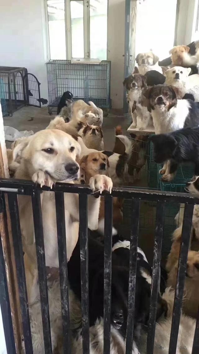 宠物领养是在哪些平台比较靠谱?