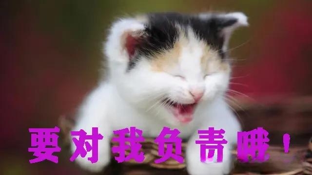 宠物领养是在哪些平台比较靠谱？