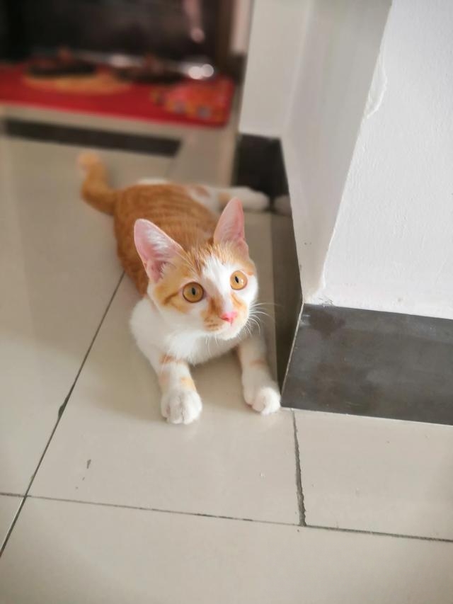 宠物领养是在哪些平台比较靠谱？