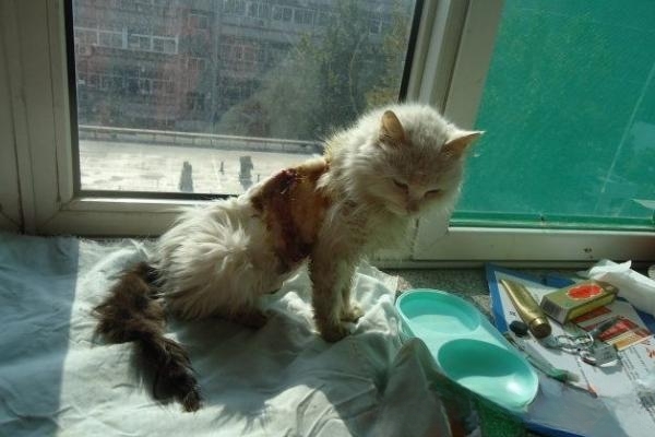 猫咪骨折的治疗方法?