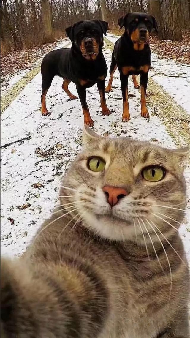 一只猫如果一直黏着你是什么表现?