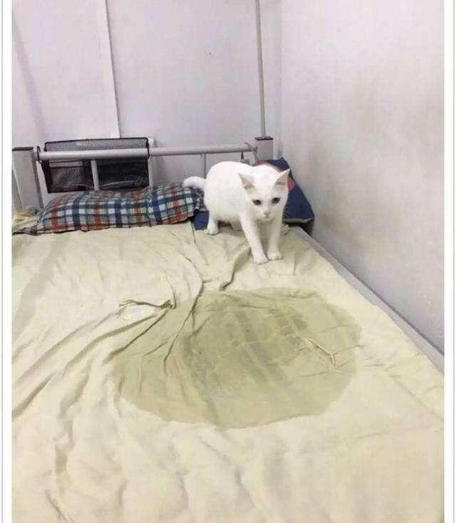 小猫突然开始乱撒尿？原来很乖的就最近开始！怎么办？
