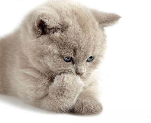 为什么绝对不能给宠物猫喂葡萄?