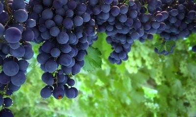 为什么绝对不能给宠物猫喂葡萄?