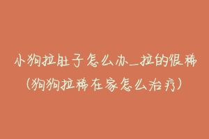 小狗拉肚子怎么办_拉的很稀(狗狗拉稀在家怎么治疗)-动物百科