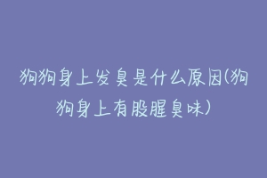 狗狗身上发臭是什么原因(狗狗身上有股腥臭味)-动物百科