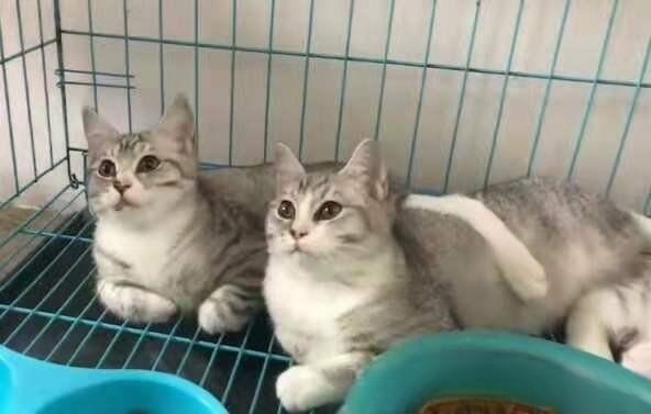 猫为什么不愿意离开家?