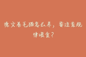 德文卷毛猫怎么养,要注意规律喂食?-动物百科