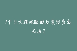 1个月大猫咪眼睛反复发炎怎么办?-动物百科