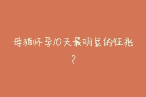 母猫怀孕10天最明显的征兆?-动物百科