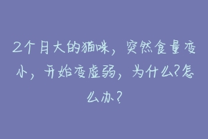 2个月大的猫咪,突然食量变小,开始变虚弱,为什么?怎么办?-动物百科