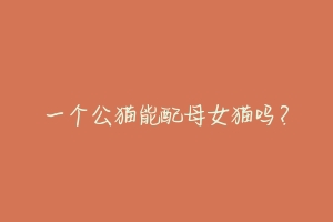 一个公猫能配母女猫吗?-动物百科