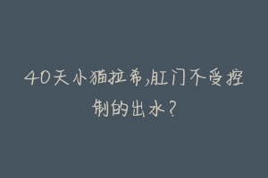 40天小猫拉希,肛门不受控制的出水?-动物百科