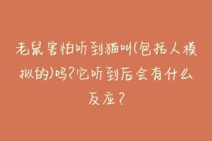 老鼠害怕听到猫叫(包括人模拟的)吗?它听到后会有什么反应?-动物百科