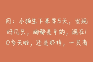 问:小猫生下来第5天,发现好几只,胸都是平的,现在10多天啦,还是那样,一共有4窝猫崽,每窝都有?-动物百科