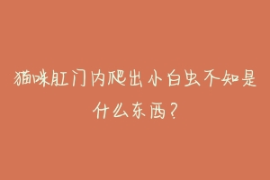 猫咪肛门内爬出小白虫不知是什么东西?-动物百科