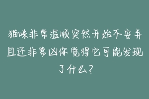 猫咪非常温顺突然开始不安并且还非常凶你觉得它可能发现了什么?-动物百科