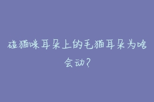 碰猫咪耳朵上的毛猫耳朵为啥会动?-动物百科