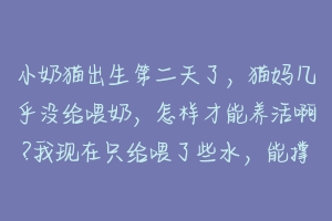 小奶猫出生第二天了,猫妈几乎没给喂奶,怎样才能养活啊?我现在只给喂了些水,能撑过今晚么?好想养活他?-动物百科