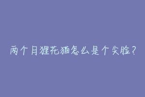 两个月狸花猫怎么是个尖脸?-动物百科