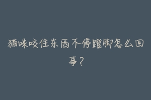 猫咪咬住东西不停蹬脚怎么回事?-动物百科