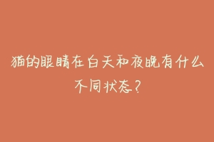 猫的眼睛在白天和夜晚有什么不同状态?-动物百科