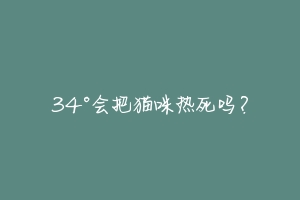 34°会把猫咪热死吗？-动物百科
