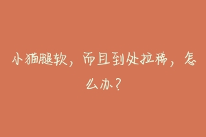 小猫腿软，而且到处拉稀，怎么办？-动物百科