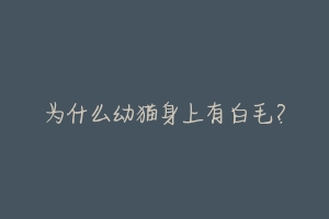 为什么幼猫身上有白毛?-动物百科