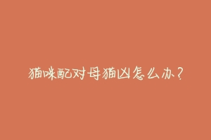 猫咪配对母猫凶怎么办?-动物百科
