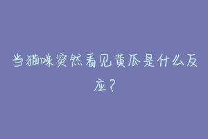 当猫咪突然看见黄瓜是什么反应?-动物百科