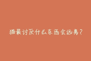 猫最讨厌什么东西会远离?-动物百科