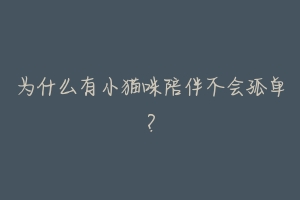 为什么有小猫咪陪伴不会孤单？-动物百科