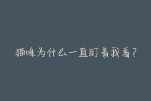 猫咪为什么一直盯着我看？-动物百科