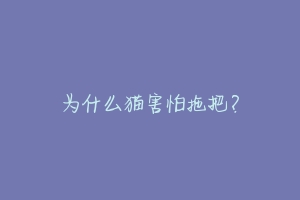 为什么猫害怕拖把？-动物百科