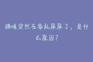 猫咪突然在家乱尿尿了,是什么原因?-动物百科