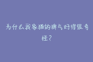为什么我家猫的脾气好得很奇怪?-动物百科