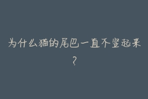 为什么猫的尾巴一直不竖起来?-动物百科