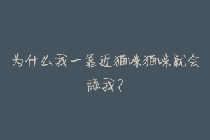 为什么我一靠近猫咪猫咪就会舔我?-动物百科