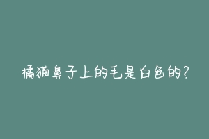 橘猫鼻子上的毛是白色的?-动物百科